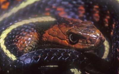 Thamnophis sirtalis concinnus