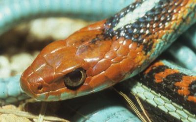 Thamnophis sirtalis infernalis
