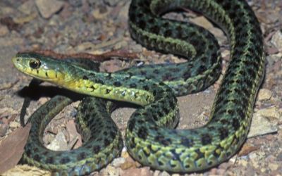 Thamnophis sirtalis pallidula