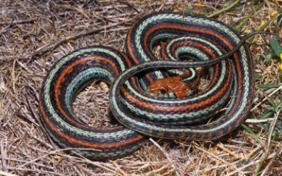 Thamnophis sirtalis tetrataenia
