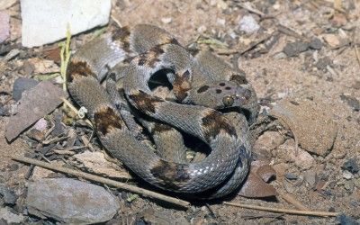 Trimorphodon vilkinsonii