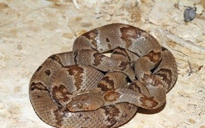 Trimorphodon vilkinsonii