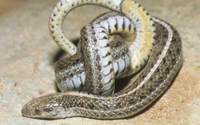 Tropidoclonion lineatum