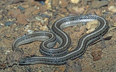 Tropidoclonion lineatum