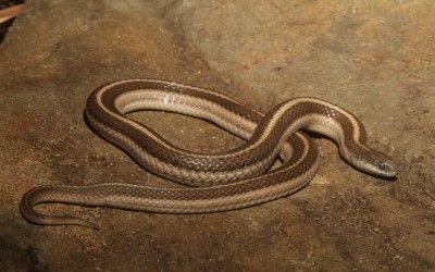 Tropidoclonion lineatum