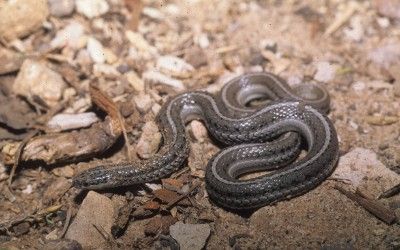Tropidoclonion lineatum